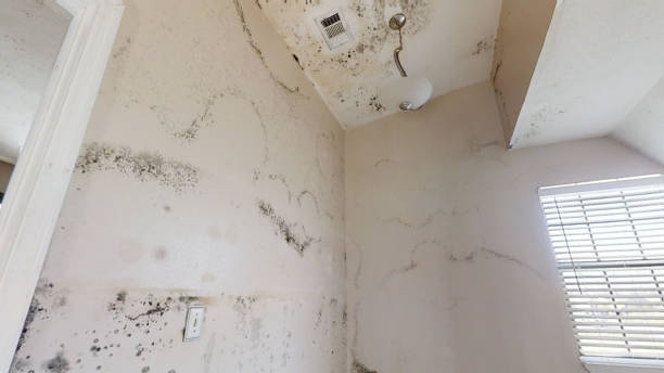 Best Basement Mold Removal  in East Wenatchee, WA