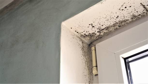 Best Emergency Mold Remediation  in East Wenatchee, WA